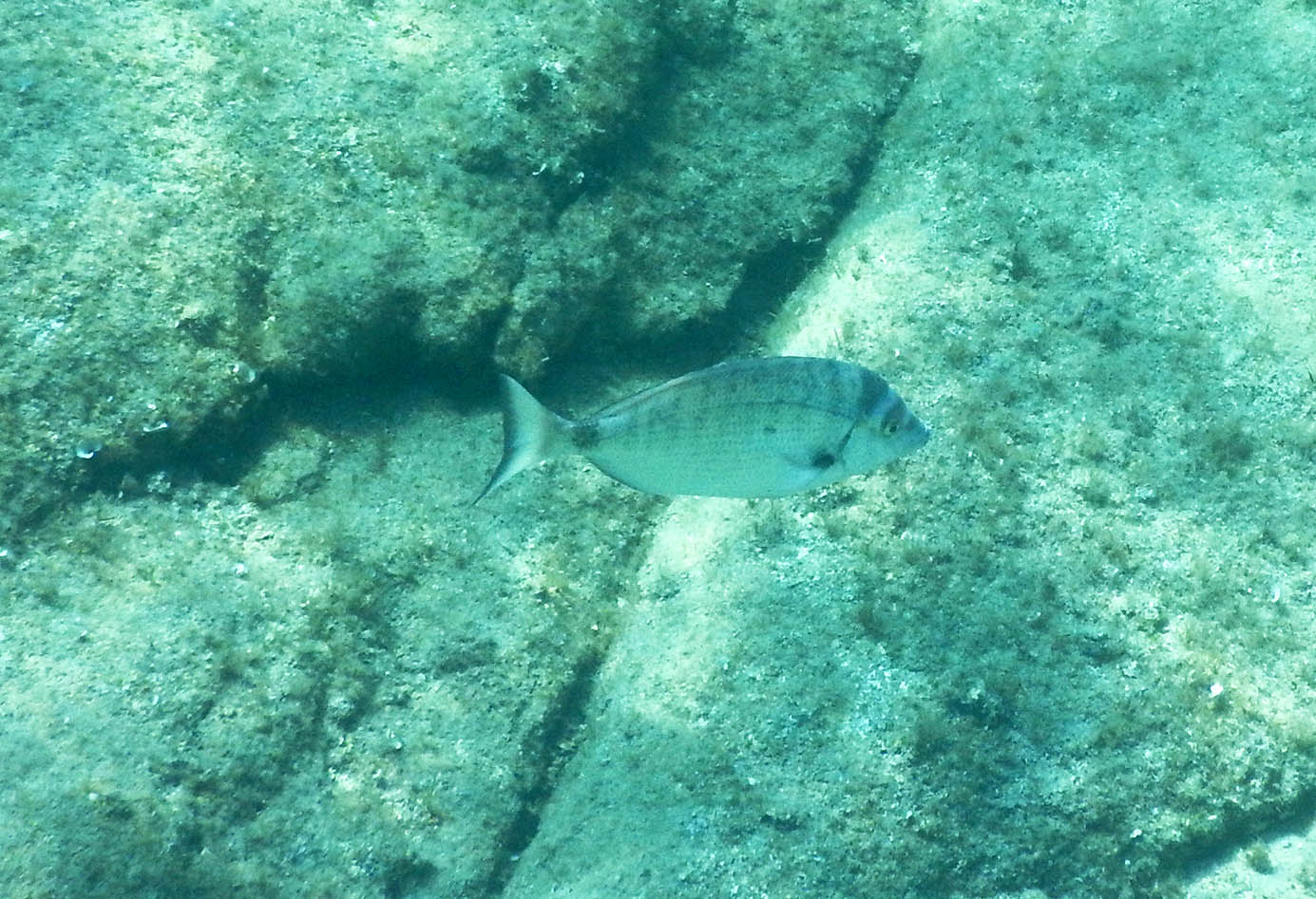 Diplodus puntazzo dalla Corsica